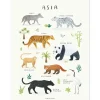 Lilipinso Affiche Animaux d'Asie (30 x 40 cm)