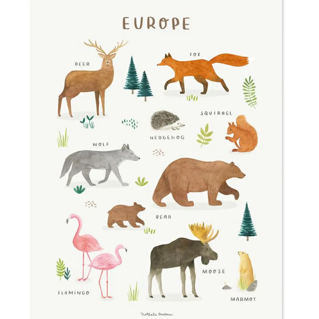 New Affiche Animaux d'Europe (30 x 40 cm) Affiche