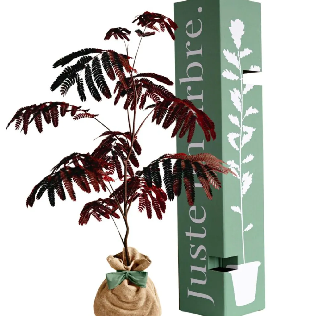 Best Arbre à offrir Arbre à soie pourpre - Joie et équilibre Arbre De Naissance