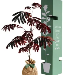 Best Arbre à offrir Arbre à soie pourpre - Joie et équilibre Arbre De Naissance