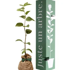 Online Arbre à offrir Charme commun - Protection et Amour Arbre De Naissance