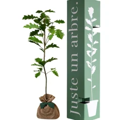 Best Arbre à offrir Chêne Pédonculé - Force, Longévité et Durabilité Arbre De Naissance