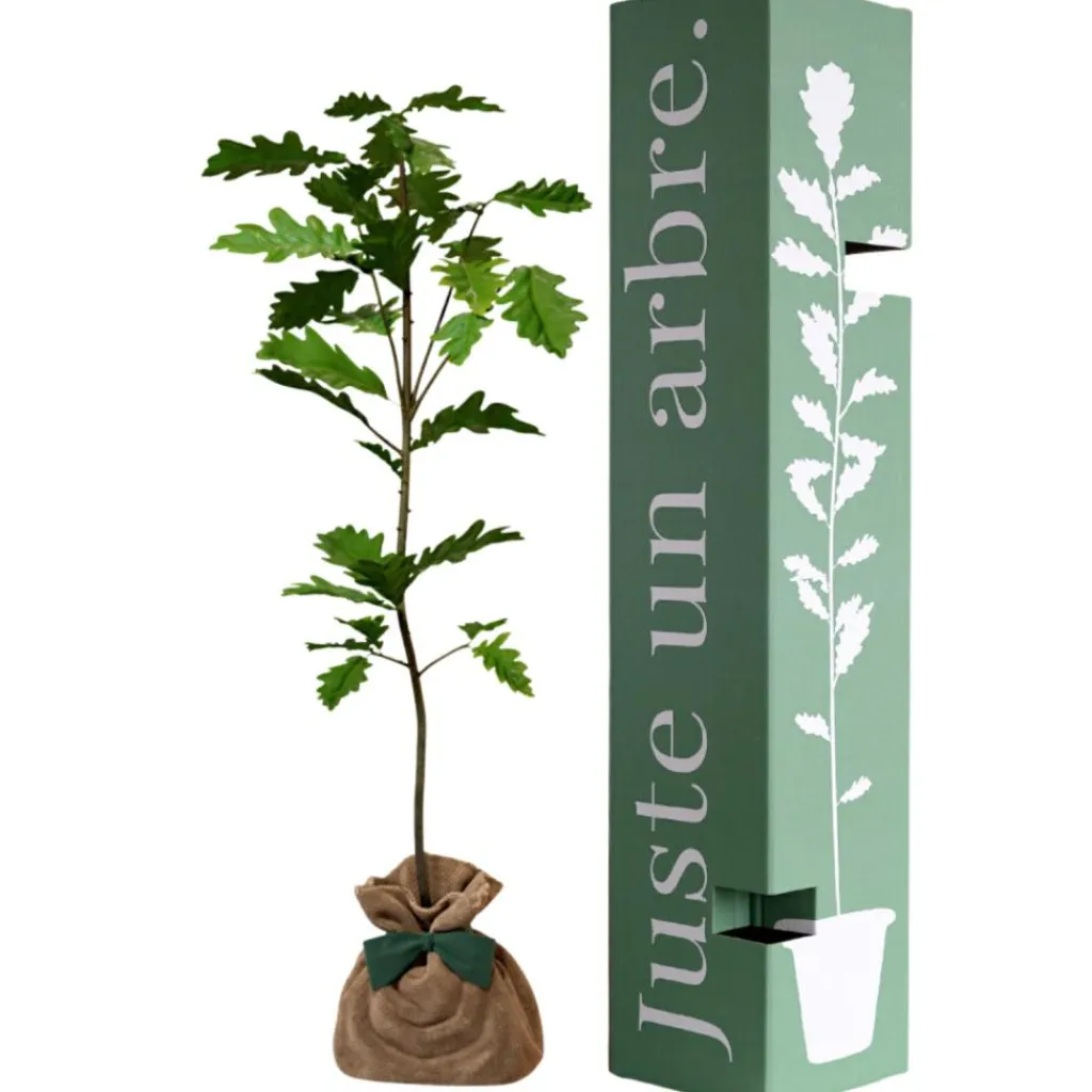 Best Arbre à offrir Chêne Pédonculé - Force, Longévité et Durabilité Arbre De Naissance