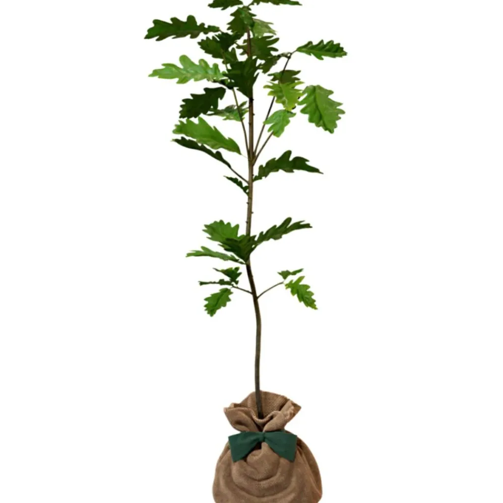 Best Arbre à offrir Chêne Pédonculé - Force, Longévité et Durabilité Arbre De Naissance