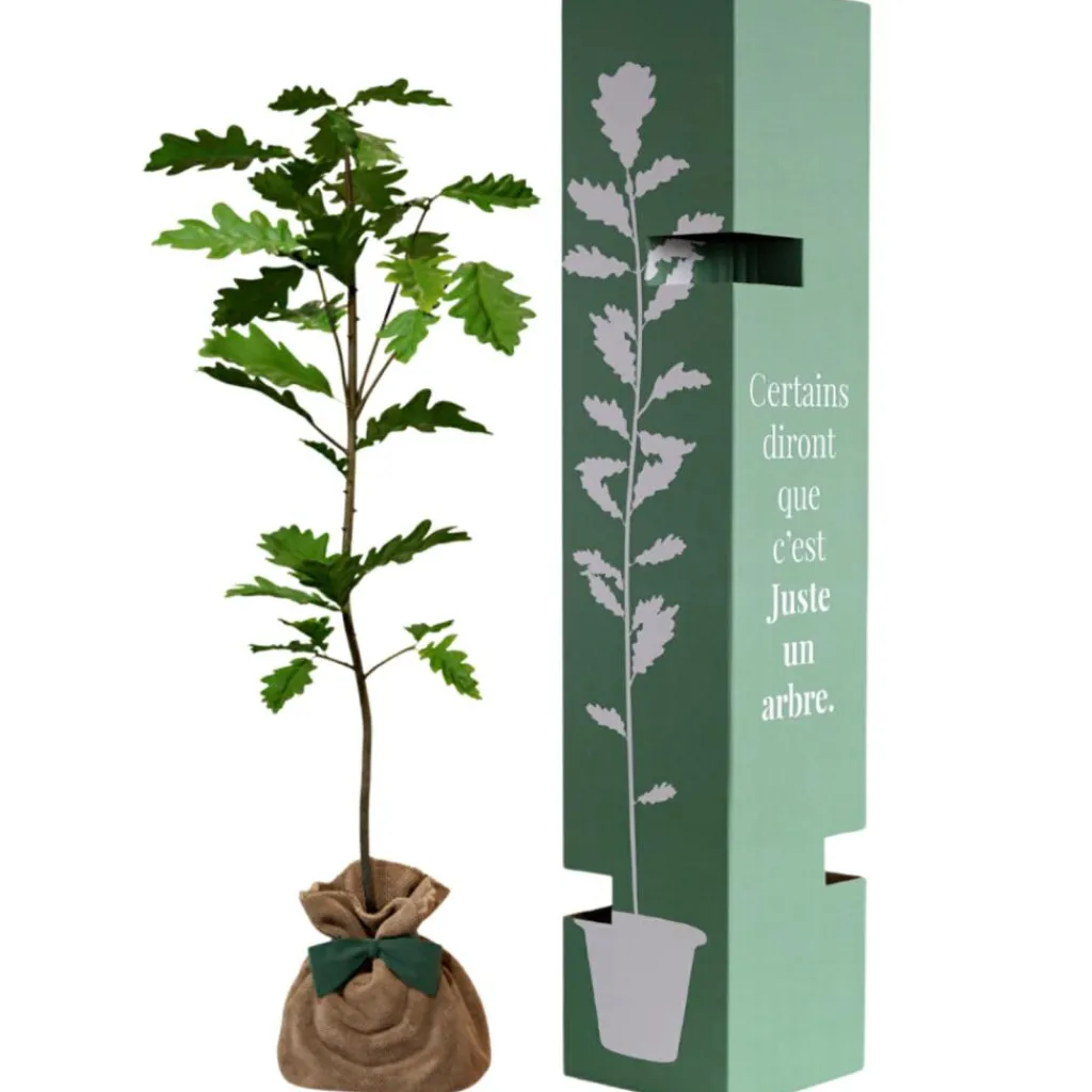 Best Arbre à offrir Chêne Pédonculé - Force, Longévité et Durabilité Arbre De Naissance