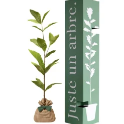 Juste un Arbre Arbre à offrir Châtaigner Commun - Résilience et Générosité
