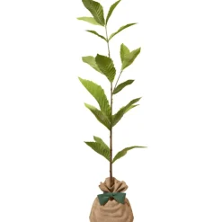 Juste un Arbre Arbre à offrir Châtaigner Commun - Résilience et Générosité