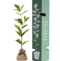 Juste un Arbre Arbre à offrir Châtaigner Commun - Résilience et Générosité