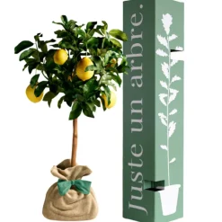 Arbre à offrir Citronnier des 4 Saisons - Chance et prospérité Arbre De Naissance