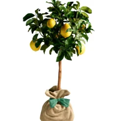 Arbre à offrir Citronnier des 4 Saisons - Chance et prospérité Arbre De Naissance