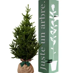 Juste un Arbre Arbre à offrir Epicea - Endurance, Force et Longévité