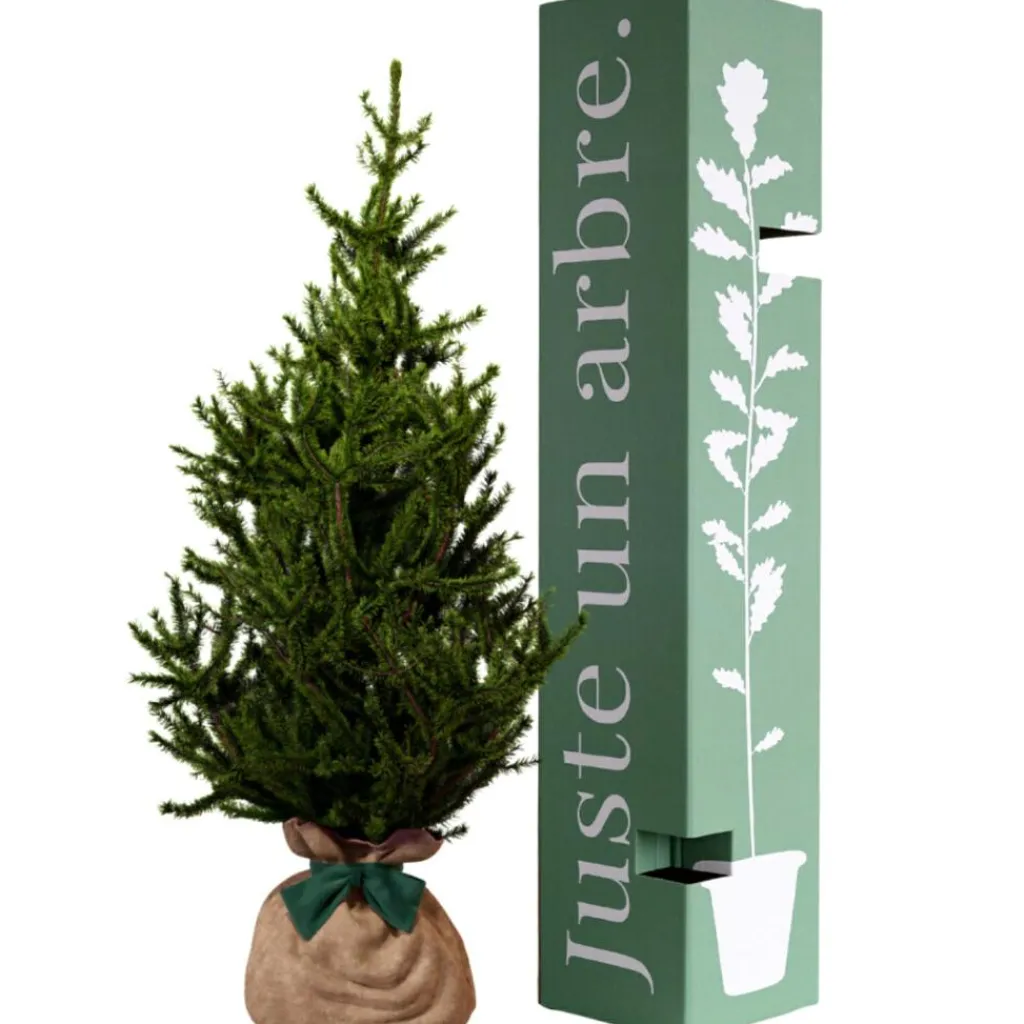 Juste un Arbre Arbre à offrir Epicea - Endurance, Force et Longévité