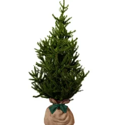 Juste un Arbre Arbre à offrir Epicea - Endurance, Force et Longévité