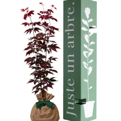 Discount Arbre à offrir Erable du Japon - Sérénité et Transformation Arbre De Naissance