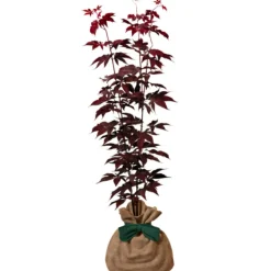 Discount Arbre à offrir Erable du Japon - Sérénité et Transformation Arbre De Naissance