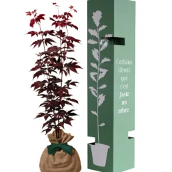 Discount Arbre à offrir Erable du Japon - Sérénité et Transformation Arbre De Naissance