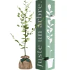 Juste un Arbre Arbre à offrir Hêtre Commun - Tolérance, Sagesse et Apprentissage