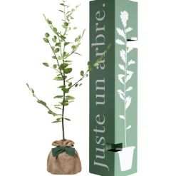 Juste un Arbre Arbre à offrir Hêtre Commun - Tolérance, Sagesse et Apprentissage