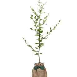 Juste un Arbre Arbre à offrir Hêtre Commun - Tolérance, Sagesse et Apprentissage