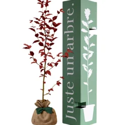 Sale Arbre à offrir Hêtre Pourpre - Majesté et Sagesse Arbre De Naissance