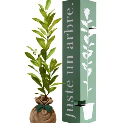 Juste un Arbre Arbre à offrir Magnolia Etoilé - Noblesse et Persévérance