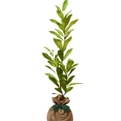 Juste un Arbre Arbre à offrir Magnolia Etoilé - Noblesse et Persévérance