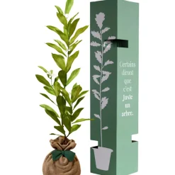 Juste un Arbre Arbre à offrir Magnolia Etoilé - Noblesse et Persévérance