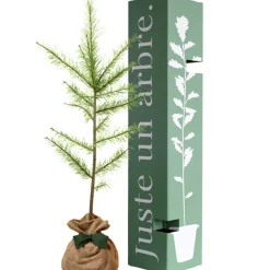 Juste un Arbre Arbre à offrir Mélèze d'Europe - Résilience et Adaptabilité