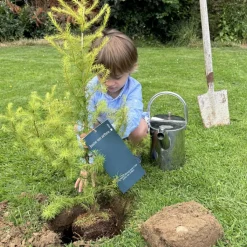 Juste un Arbre Arbre à offrir Mélèze d'Europe - Résilience et Adaptabilité