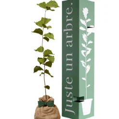 Clearance Arbre à offrir Noisetier Commun - Sagesse et Inspiration Arbre De Naissance