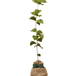 Clearance Arbre à offrir Noisetier Commun - Sagesse et Inspiration Arbre De Naissance