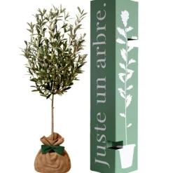 Juste un Arbre Arbre à offrir Olivier - Sérénité et Force