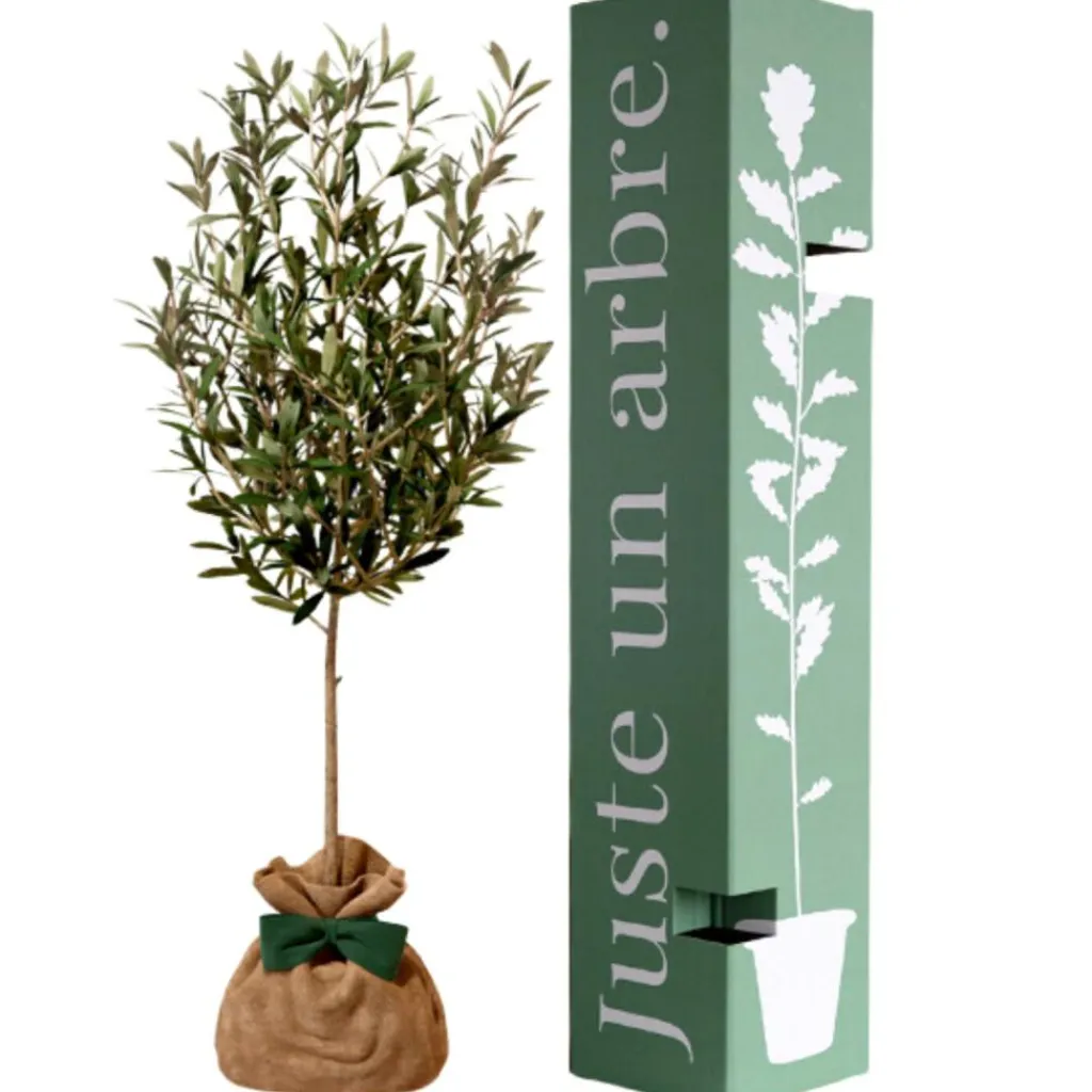 Juste un Arbre Arbre à offrir Olivier - Sérénité et Force