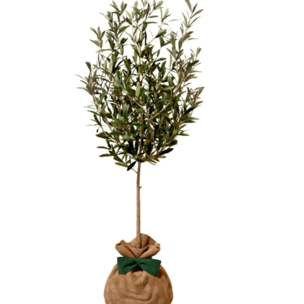 Juste un Arbre Arbre à offrir Olivier - Sérénité et Force