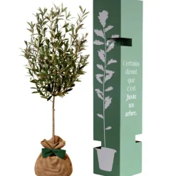 Juste un Arbre Arbre à offrir Olivier - Sérénité et Force