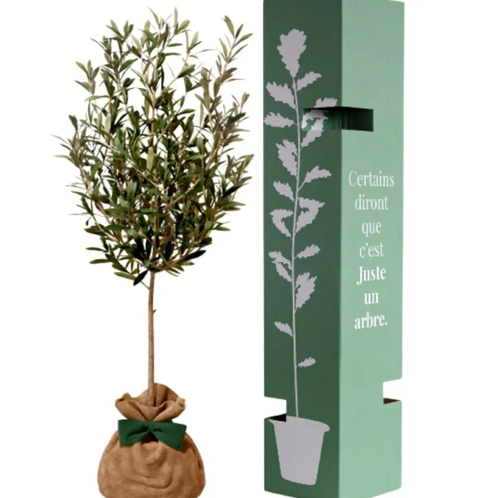 Juste un Arbre Arbre à offrir Olivier - Sérénité et Force