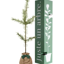 Juste un Arbre Arbre à offrir Pin Sylvestre - Immortalité et Persévérance