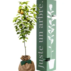 Arbre à offrir Poirier Conférence - Longévité, Prospérité et Abondance Arbre De Naissance