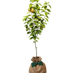 Arbre à offrir Poirier Conférence - Longévité, Prospérité et Abondance Arbre De Naissance