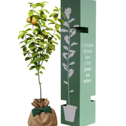 Arbre à offrir Poirier Conférence - Longévité, Prospérité et Abondance Arbre De Naissance