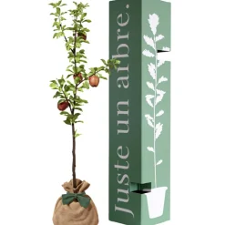 Online Arbre à offrir Pommier Reine des Reinettes - Fertilité et Prospérité Arbre De Naissance