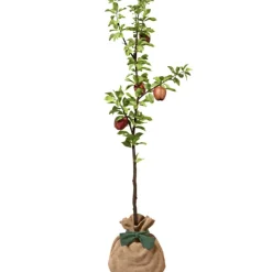 Online Arbre à offrir Pommier Reine des Reinettes - Fertilité et Prospérité Arbre De Naissance