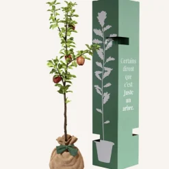 Online Arbre à offrir Pommier Reine des Reinettes - Fertilité et Prospérité Arbre De Naissance