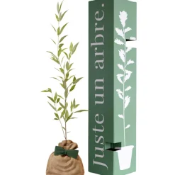 Juste un Arbre Arbre à offrir Saule Blanc - Flexibilité et Résilience
