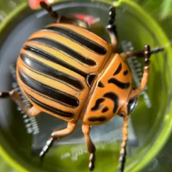 Trousselier Boîte loupe triple vue Découverte du Monde