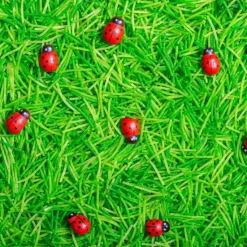 Petit Boum Bouteille sensorielle Sound Coccinelles