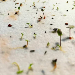 Les Griottes Carte à planter A5 Merci