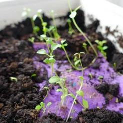 Les Griottes Carte à planter A5 Merci