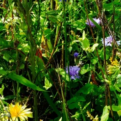 Les Griottes Carte à planter A5 Merci