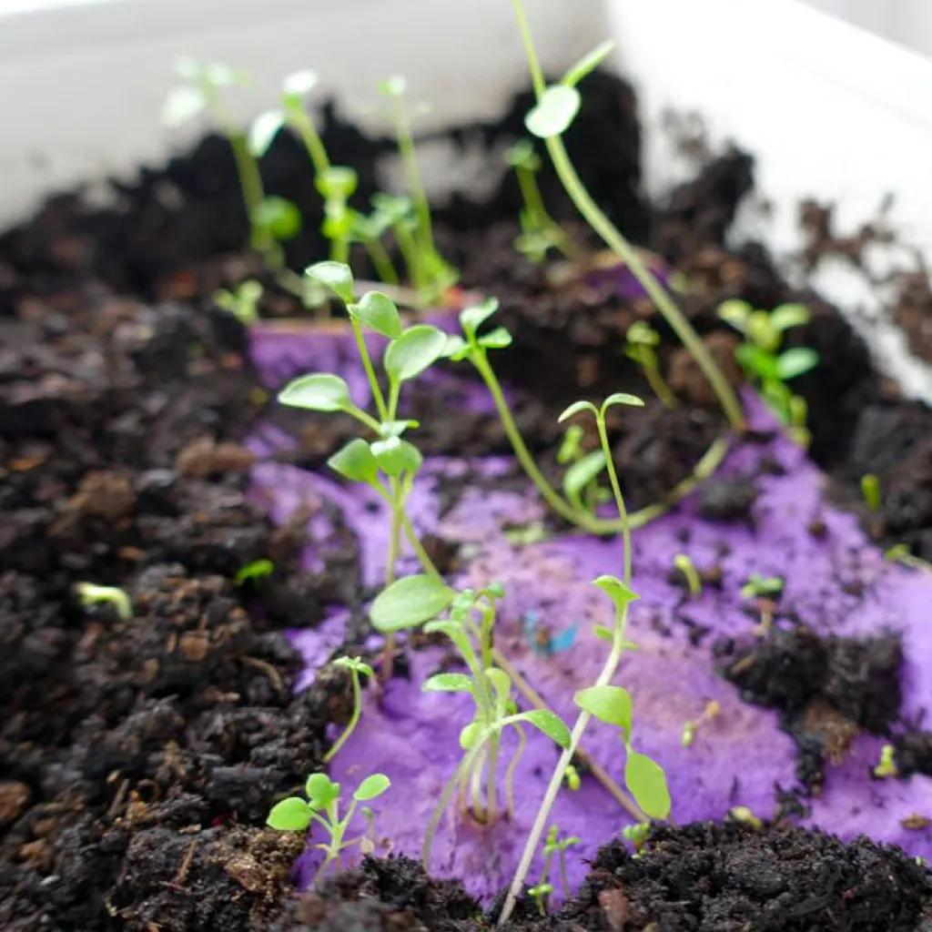 New Carte à planter A5 Merci Maîtresse Cadeaux Maîtresse / Nounou